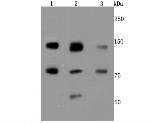XRCC1 Antibody in Western Blot (WB)