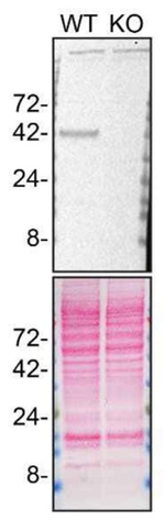 Cathepsin B Antibody in Western Blot (WB)