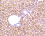Cathepsin B Antibody in Immunohistochemistry (Paraffin) (IHC (P))