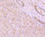 53BP1 Antibody in Immunohistochemistry (Paraffin) (IHC (P))