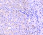 53BP1 Antibody in Immunohistochemistry (Paraffin) (IHC (P))