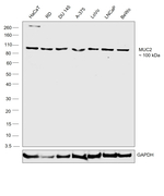 MUC2 Antibody in Western Blot (WB)