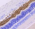 Rhodopsin Recombinant Rabbit Monoclonal Antibody (JA10-91)