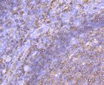 HLA-DPB1 Antibody in Immunohistochemistry (Paraffin) (IHC (P))