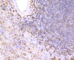 HLA-DPB1 Antibody in Immunohistochemistry (Paraffin) (IHC (P))