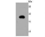TagRFP Recombinant Rabbit Monoclonal Antibody (JA10-52)