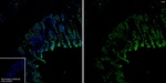 FAP Antibody in Immunohistochemistry (Frozen) (IHC (F))