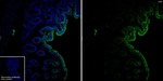 FAP Antibody in Immunohistochemistry (Frozen) (IHC (F))
