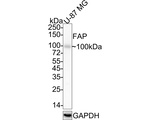 FAP Antibody in Western Blot (WB)