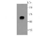 Alpha Sarcoglycan Antibody in Western Blot (WB)
