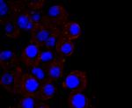 CXCL10 (IP-10) Antibody in Immunocytochemistry (ICC/IF)