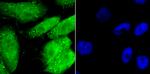 Gata-4 Recombinant Rabbit Monoclonal Antibody (JA11-41)