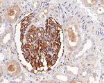Leptin Receptor Antibody in Immunohistochemistry (Paraffin) (IHC (P))
