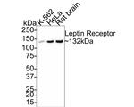 Leptin Receptor Antibody in Western Blot (WB)