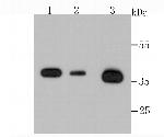 Annexin A2 Antibody in Western Blot (WB)