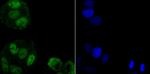 hnRNP A1 Antibody in Immunocytochemistry (ICC/IF)