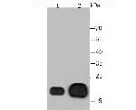 CRYAB Antibody in Western Blot (WB)