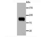 Periostin Antibody in Western Blot (WB)