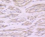 BAG3 Recombinant Rabbit Monoclonal Antibody (JA90-53)