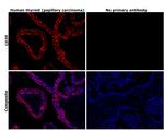 CD39 Recombinant Rabbit Monoclonal Antibody (JA90-36)