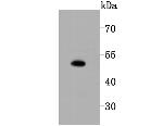 SPHK1 Antibody in Western Blot (WB)