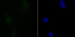 SIN3A Recombinant Rabbit Monoclonal Antibody (JA94-31)