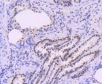 POLB Antibody in Immunohistochemistry (Paraffin) (IHC (P))