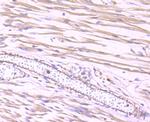 Dynamin 2 Antibody in Immunohistochemistry (Paraffin) (IHC (P))