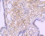 NDRG1 Antibody in Immunohistochemistry (Paraffin) (IHC (P))