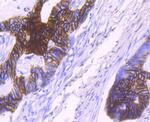 NDRG1 Antibody in Immunohistochemistry (Paraffin) (IHC (P))