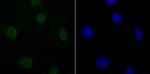 DDX5 Antibody in Immunocytochemistry (ICC/IF)