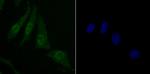 SKP1 Recombinant Rabbit Monoclonal Antibody (JM27-37)