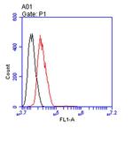 ENO1 Antibody in Flow Cytometry (Flow)
