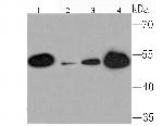 SETD8 Recombinant Rabbit Monoclonal Antibody (JM73-43)