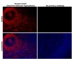 STING Antibody in Immunohistochemistry (Paraffin) (IHC (P))