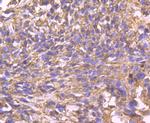 Cyclophilin F Recombinant Rabbit Monoclonal Antibody (JM71-39)