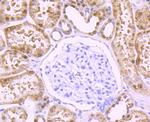 DDAH1 Antibody in Immunohistochemistry (Paraffin) (IHC (P))