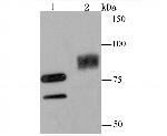 UBA2 Recombinant Rabbit Monoclonal Antibody (JM66-53)
