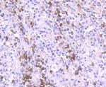 RAPGEF3 Recombinant Rabbit Monoclonal Antibody (JM63-29)