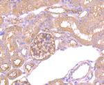 RAPGEF3 Antibody in Immunohistochemistry (Paraffin) (IHC (P))