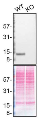 Galectin 1 Antibody
