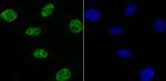 NRF1 Recombinant Rabbit Monoclonal Antibody (JM89-63)