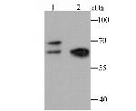 NRF1 Antibody in Western Blot (WB)