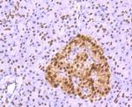 FTO Antibody in Immunohistochemistry (Paraffin) (IHC (P))