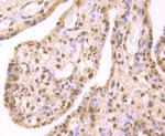 HP1 gamma Recombinant Rabbit Monoclonal Antibody (JU81-36)