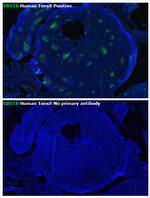 CD11b Antibody in Immunohistochemistry (Paraffin) (IHC (P))