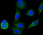 NDUFS3 Antibody in Immunocytochemistry (ICC/IF)