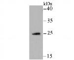 NDUFS3 Antibody in Western Blot (WB)