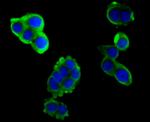Hemopexin Antibody in Immunocytochemistry (ICC/IF)