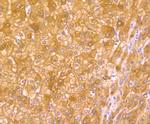 Hemopexin Antibody in Immunohistochemistry (Paraffin) (IHC (P))